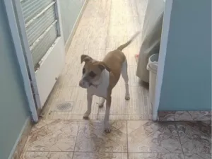 Cachorro raça SRD-ViraLata idade 7 a 11 meses nome Mel