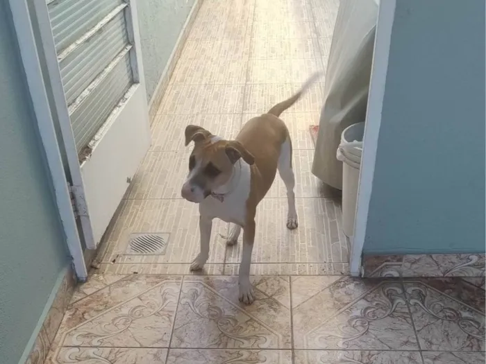 Cachorro ra a SRD-ViraLata idade 7 a 11 meses nome Mel