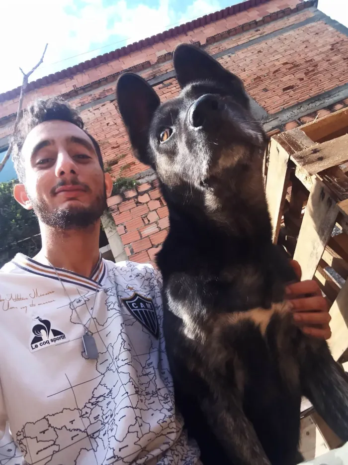 Cachorro ra a Pastor Alemão idade 6 ou mais anos nome CUJO