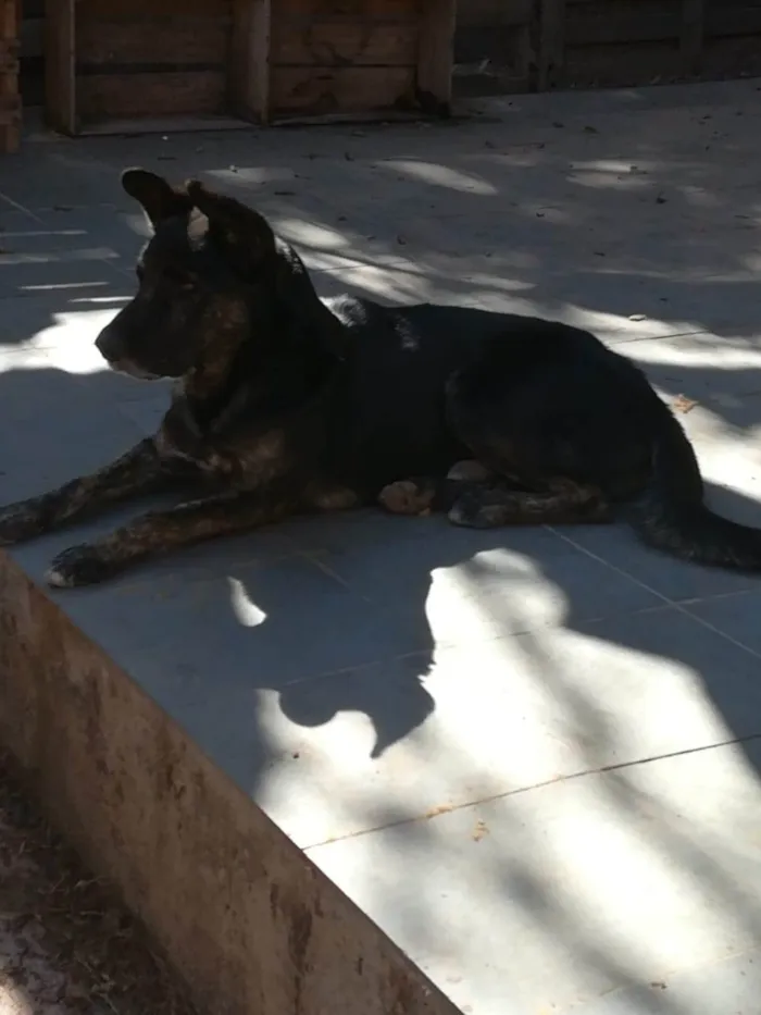 Cachorro ra a Pastor Alemão idade 6 ou mais anos nome CUJO