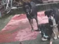 CUJO