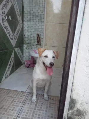 Cachorro raça SRD-ViraLata idade 2 a 6 meses nome Fofinha