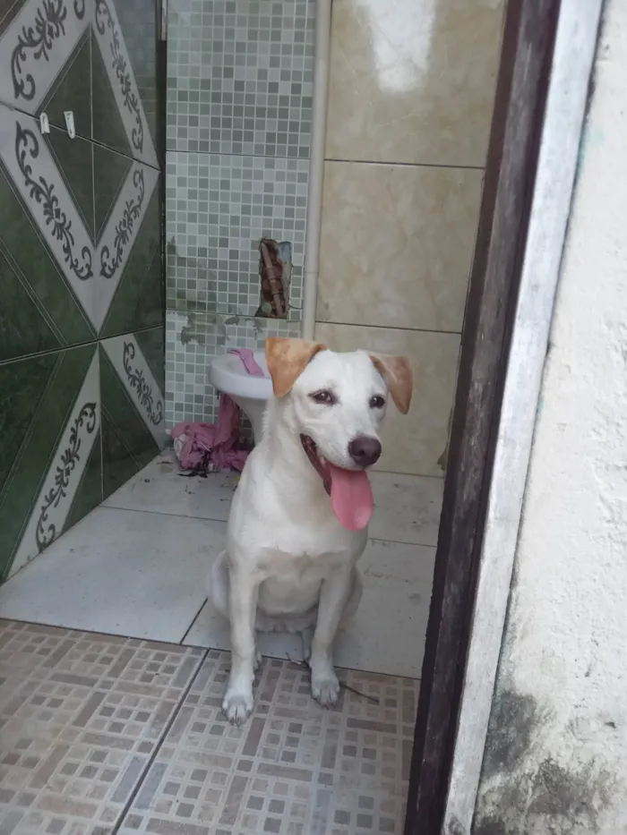 Cachorro ra a SRD-ViraLata idade 2 a 6 meses nome Fofinha