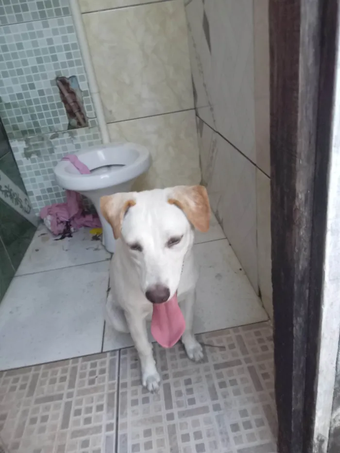 Cachorro ra a SRD-ViraLata idade 2 a 6 meses nome Fofinha