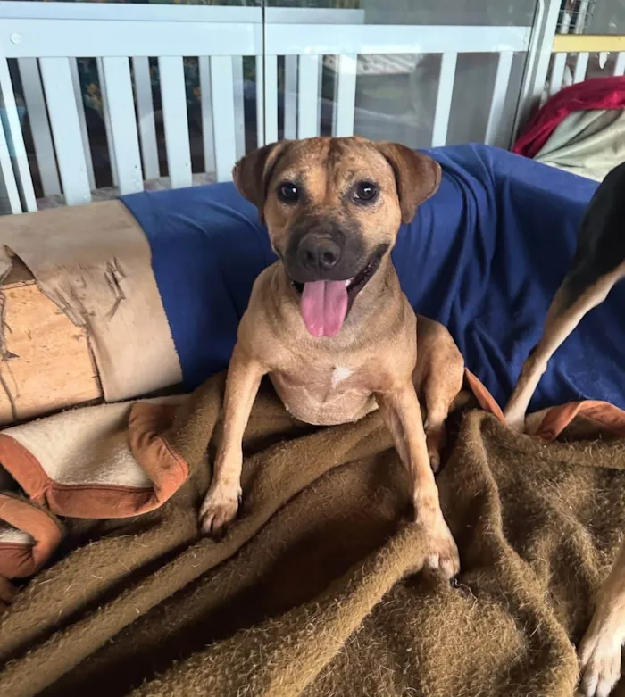 Cachorro ra a SRD-ViraLata idade 1 ano nome Margareth 