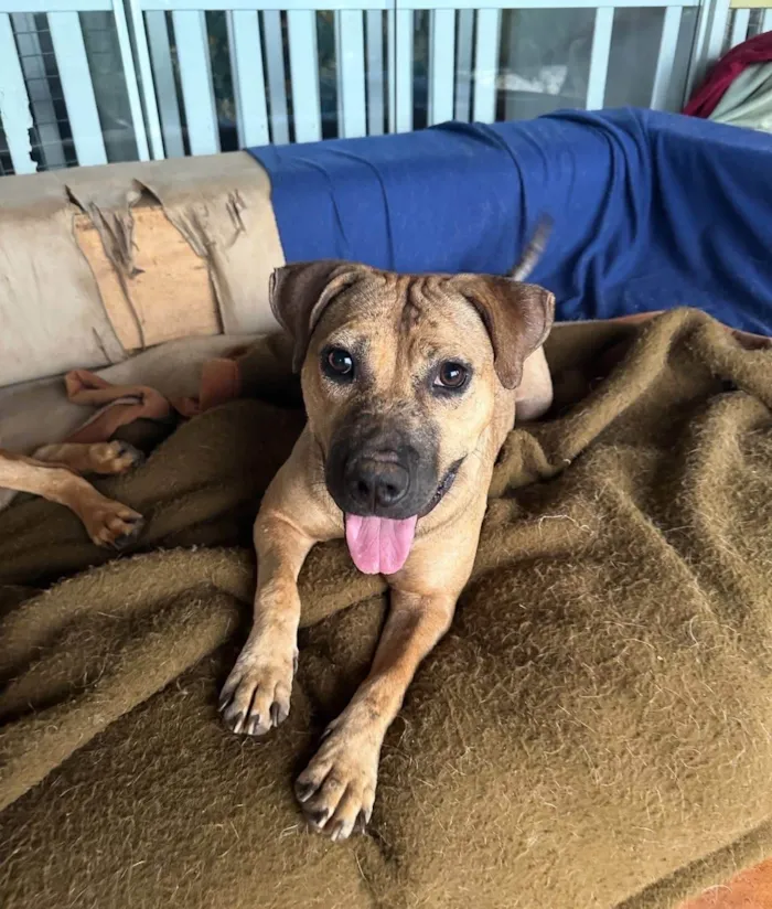 Cachorro ra a SRD-ViraLata idade 1 ano nome Margareth 