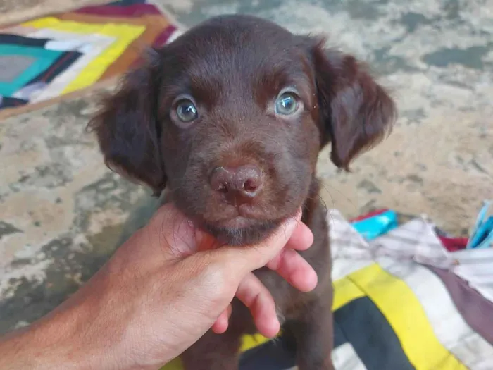 Cachorro ra a Shitzu idade Abaixo de 2 meses nome Filhotes