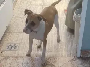 Cachorro raça SRD-ViraLata idade 7 a 11 meses nome Mel