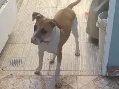 Cachorro raça SRD-ViraLata idade 7 a 11 meses nome Mel