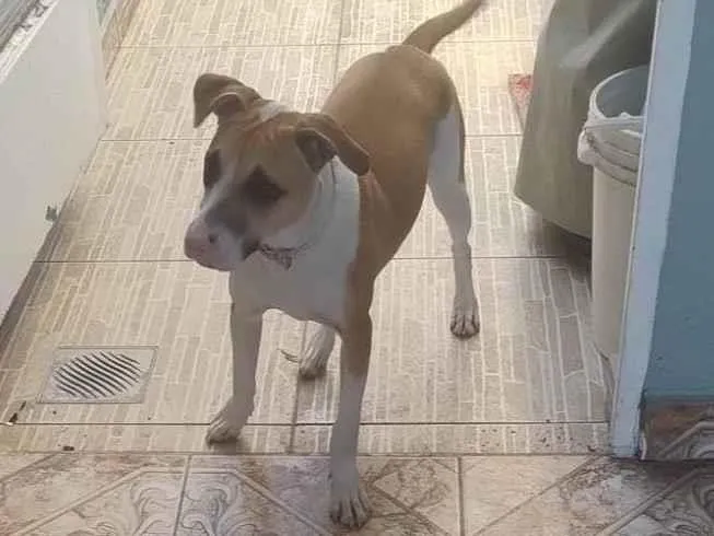 Cachorro ra a SRD-ViraLata idade 7 a 11 meses nome Mel