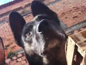 Cachorro raça Pastor Alemão idade 6 ou mais anos nome CUJO