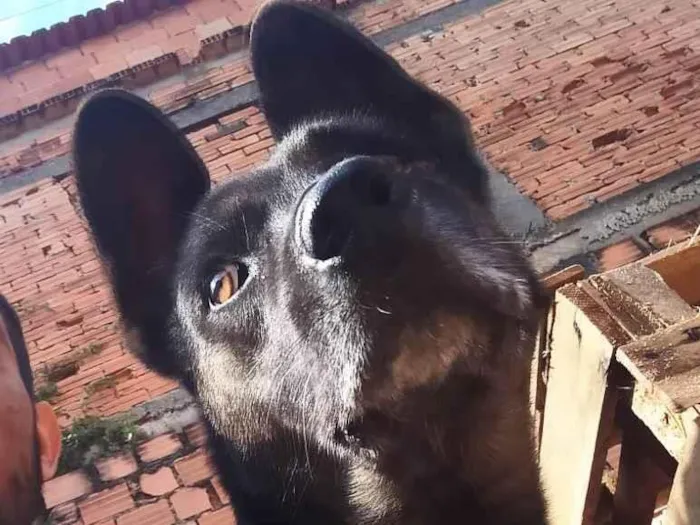 Cachorro ra a Pastor Alemão idade 6 ou mais anos nome CUJO