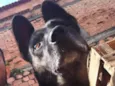 CUJO