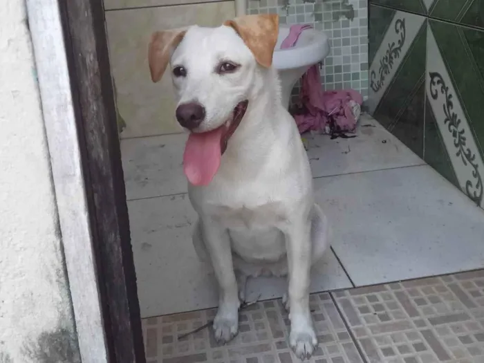 Cachorro ra a SRD-ViraLata idade 2 a 6 meses nome Fofinha