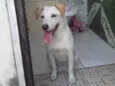 Fofinha