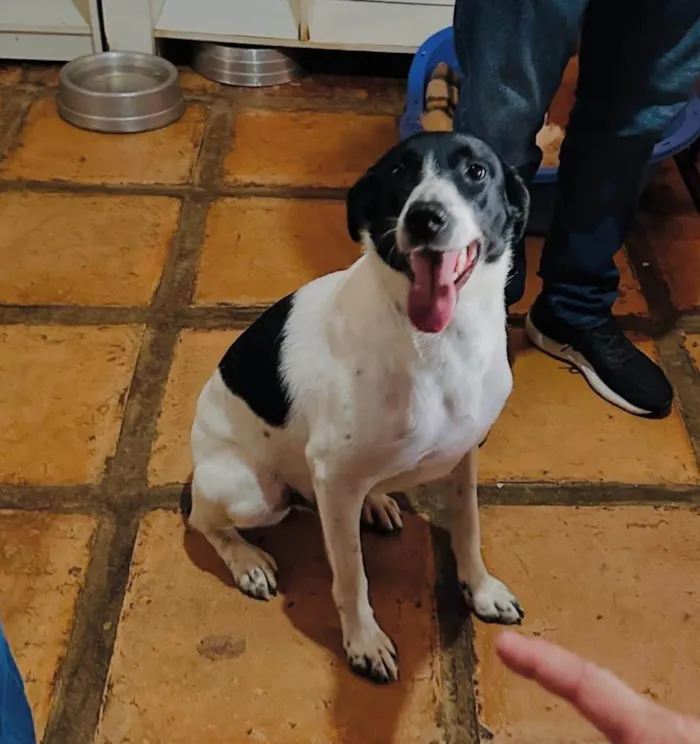 Cachorro ra a SRD-ViraLata idade 1 ano nome Louis 