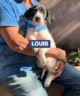 Louis