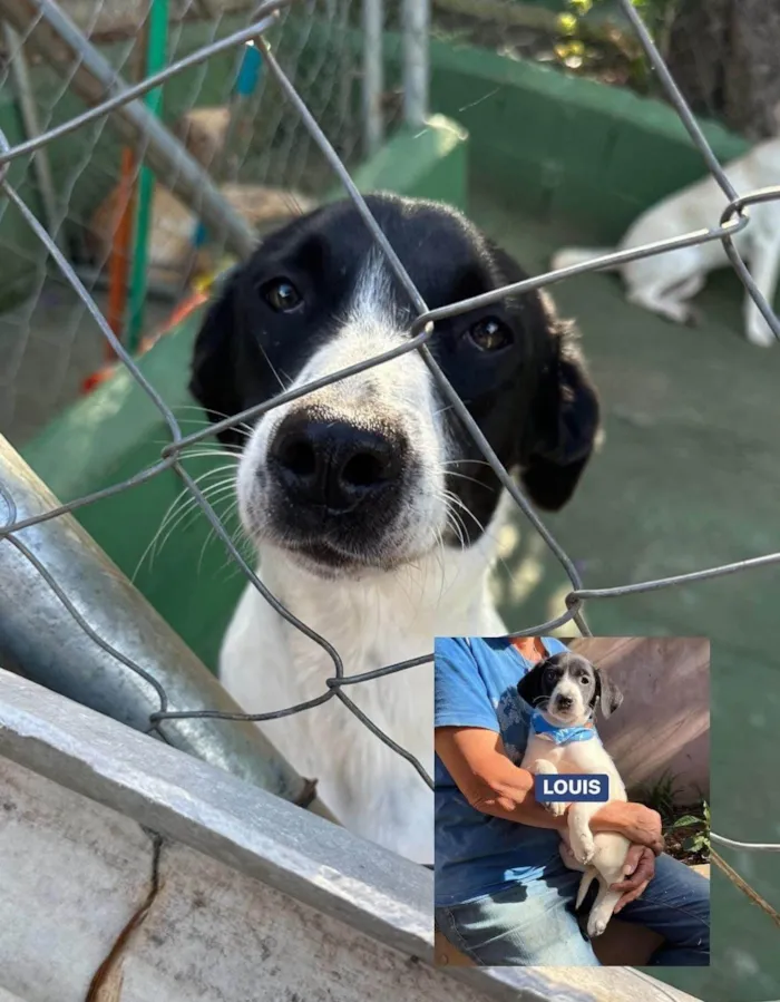 Cachorro ra a SRD-ViraLata idade 1 ano nome Louis 