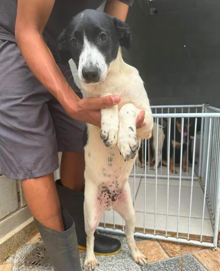 Cachorro ra a SRD-ViraLata idade 1 ano nome Louis 