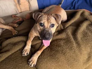Cachorro raça SRD-ViraLata idade 1 ano nome Margareth 