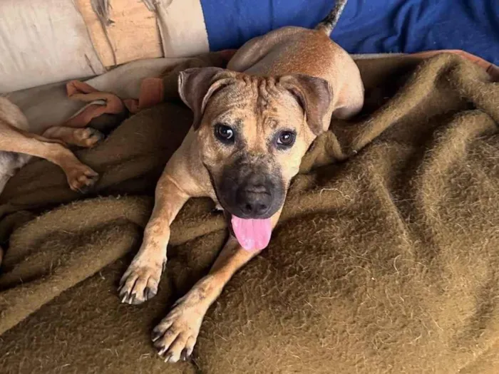 Cachorro ra a SRD-ViraLata idade 1 ano nome Margareth 