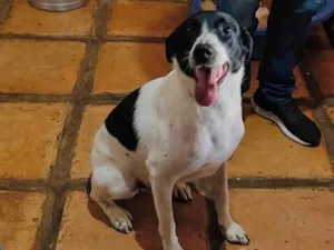 Cachorro raça SRD-ViraLata idade 1 ano nome Louis 