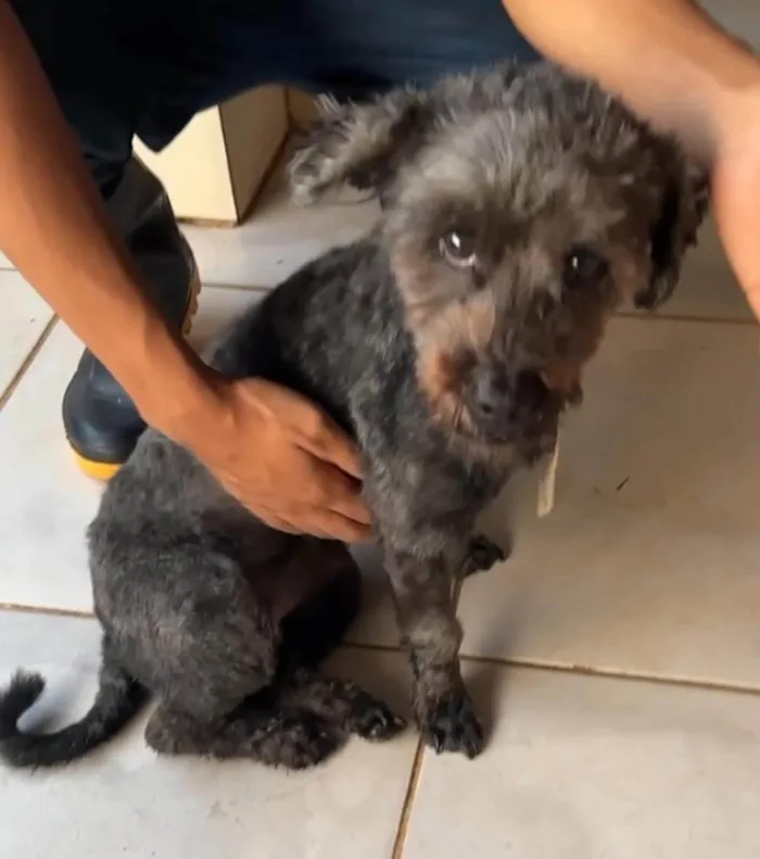 Cachorro ra a SRD-ViraLata idade 4 anos nome Dudu