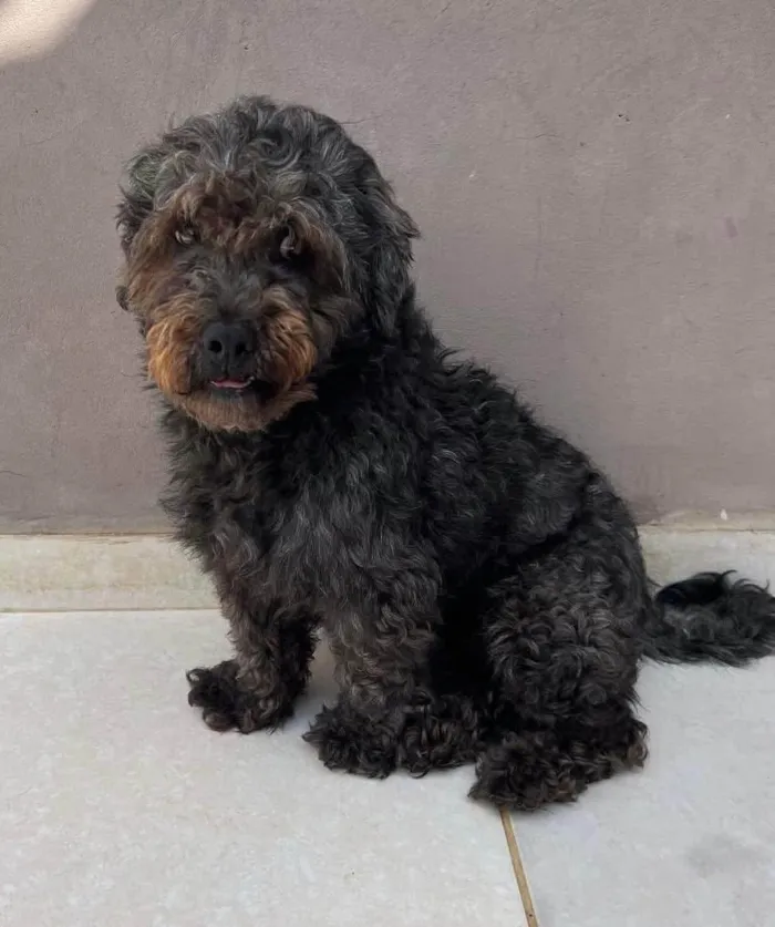 Cachorro ra a SRD-ViraLata idade 4 anos nome Dudu