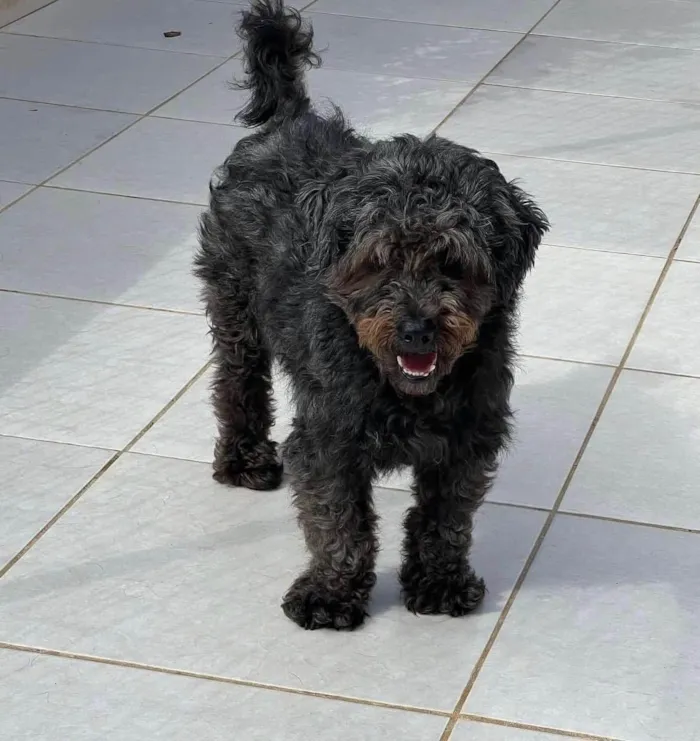 Cachorro ra a SRD-ViraLata idade 4 anos nome Dudu