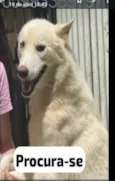 Raça Akita