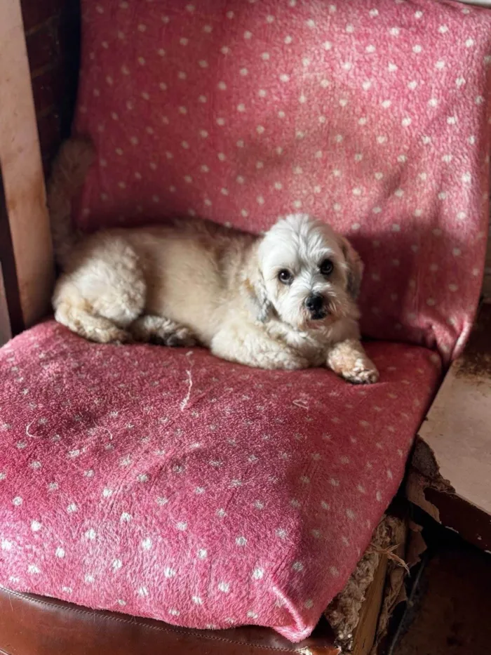 Cachorro ra a SRD-ViraLata idade 2 anos nome Nino
