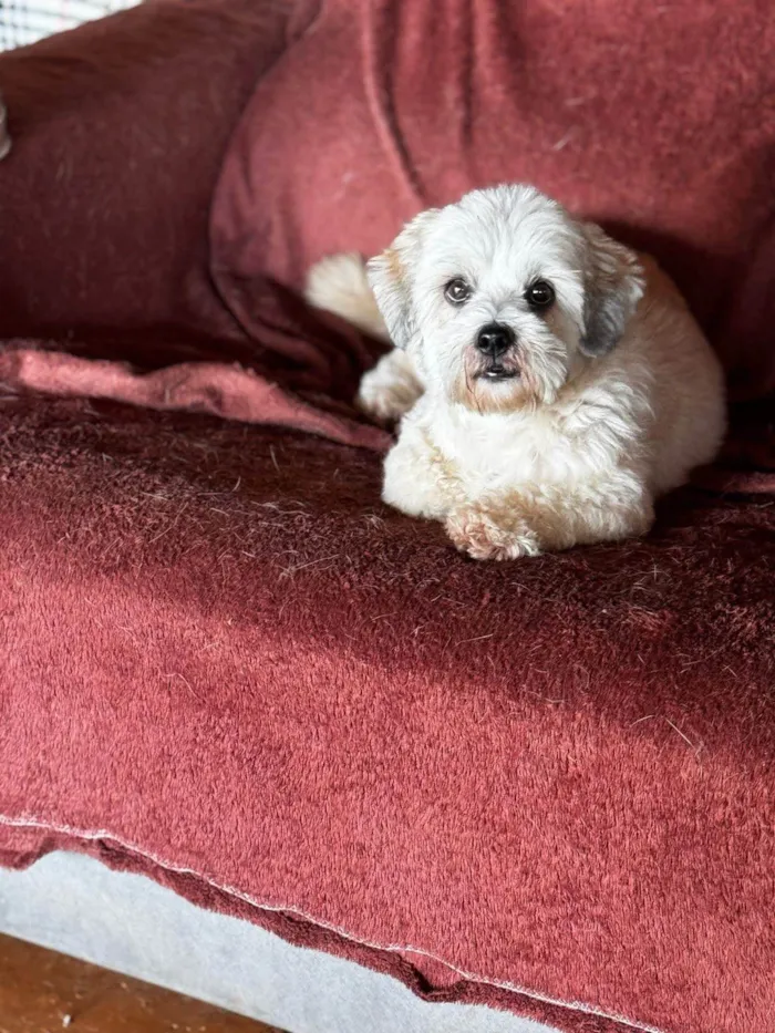 Cachorro ra a SRD-ViraLata idade 2 anos nome Nino