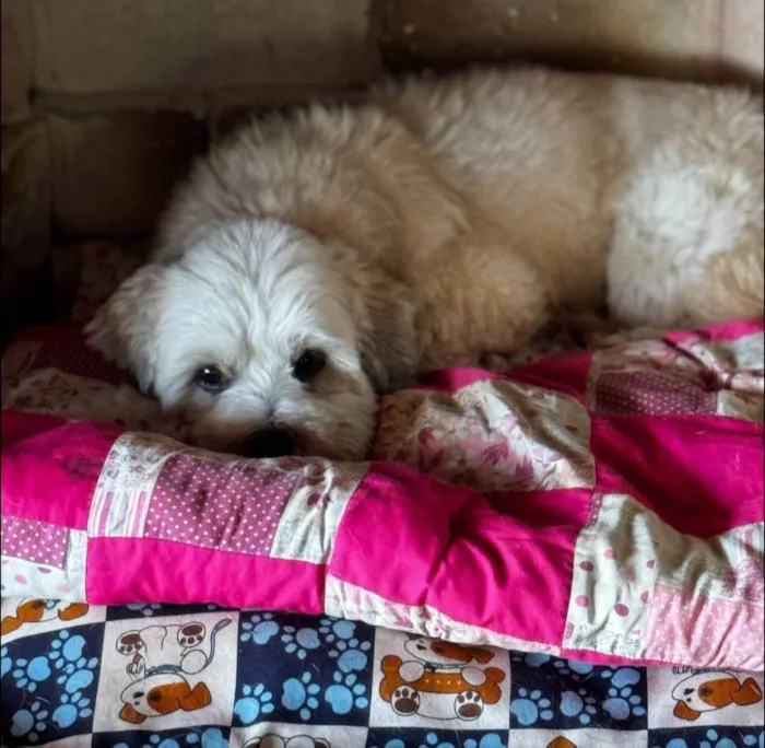 Cachorro ra a SRD-ViraLata idade 2 anos nome Nino