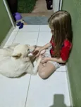 Raça Akita