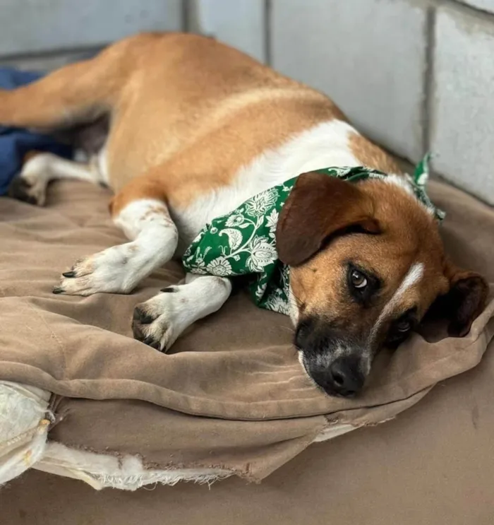 Cachorro ra a SRD-ViraLata idade 3 anos nome Leandro 