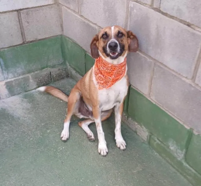 Cachorro ra a SRD-ViraLata idade 3 anos nome Leandro 