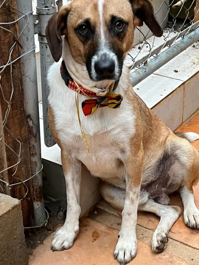 Cachorro ra a SRD-ViraLata idade 3 anos nome Leandro 
