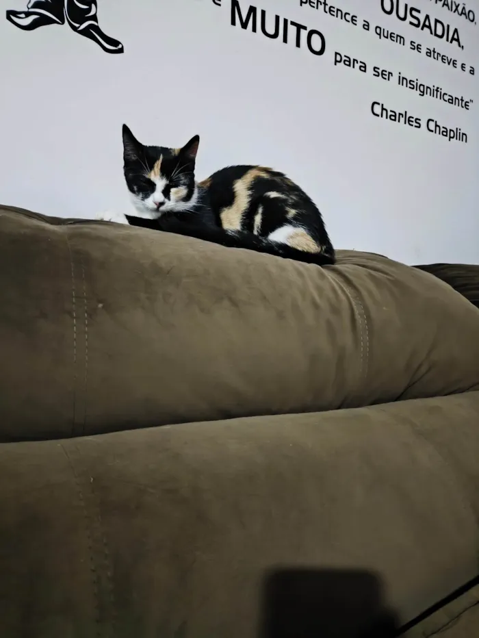 Gato ra a SRD-ViraLata idade 7 a 11 meses nome Kiara