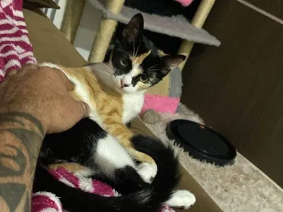 Gato raça SRD-ViraLata idade 7 a 11 meses nome Kiara