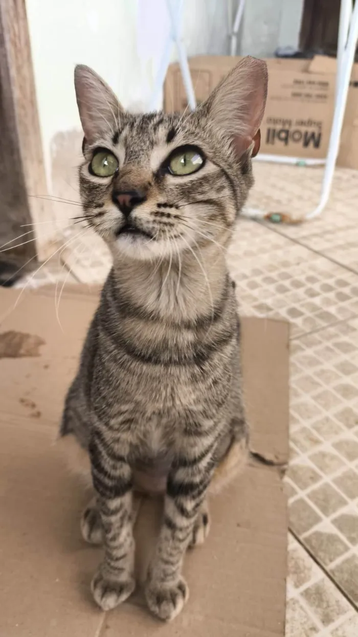 Gato ra a SRD-ViraLata idade 2 a 6 meses nome Tigresa