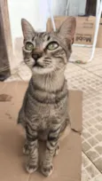 Tigresa