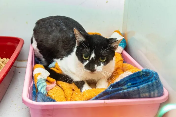 Gato ra a SRD-ViraLata idade 2 anos nome Berenice