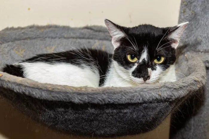 Gato ra a SRD-ViraLata idade 2 anos nome Berenice