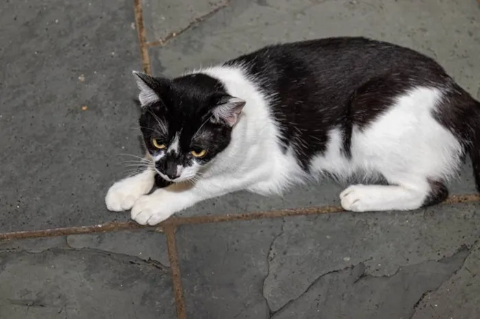 Gato ra a SRD-ViraLata idade 2 anos nome Berenice