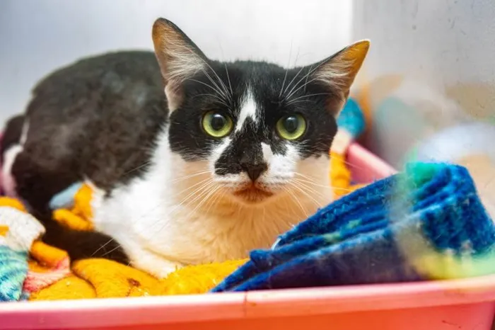 Gato ra a SRD-ViraLata idade 2 anos nome Berenice