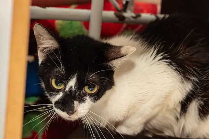 Gato ra a SRD-ViraLata idade 2 anos nome Berenice