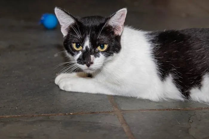 Gato ra a SRD-ViraLata idade 2 anos nome Berenice