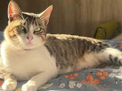 Gato raça SRD-ViraLata idade 4 anos nome Meg