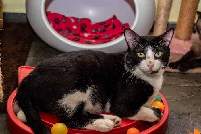 Gato ra a SRD-ViraLata idade 3 anos nome Cameron