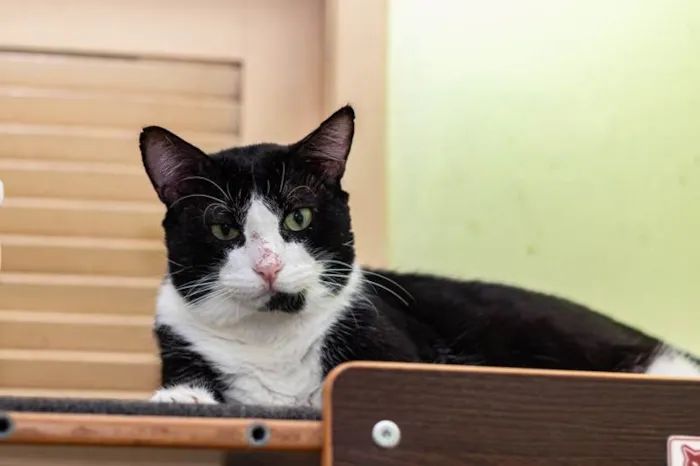 Gato ra a SRD-ViraLata idade 3 anos nome Cameron